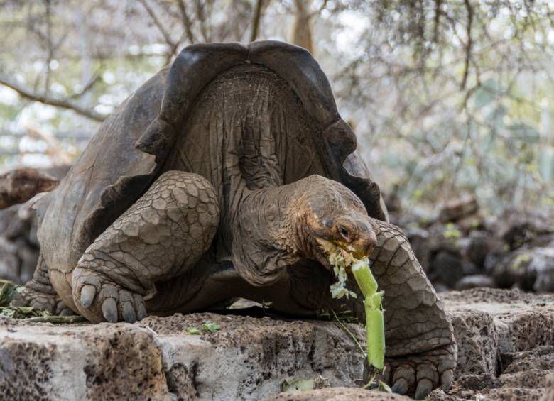 Este animal reapareció después de 150 años de extinción