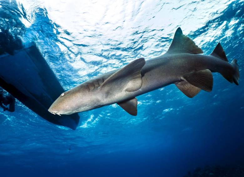 En Colombia, desde 2010 está autorizada la pesca artesanal de tiburón de determinadas especies. FOTO Colprensa