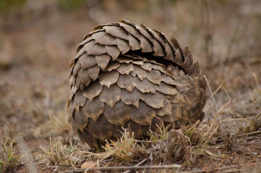 Enrollarse es la forma que tiene el pangolín de protegerse. Foto: Sstock