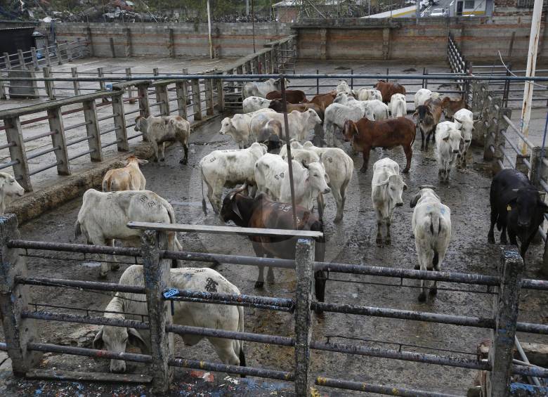 Actualmente, en Antioquia, funcionan 54 plantas de beneficio de bovinos, 55 de porcinos y tres de aves de corral, para un total de 112 plantas. En todo el país son 642. FOTO Manuel Saldarriaga