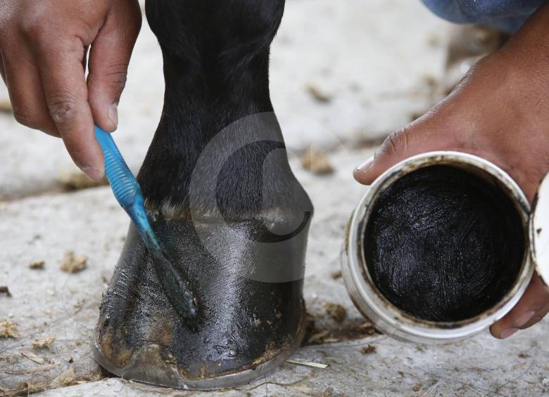 ¿Cómo se prepara un caballo para una exhibición?