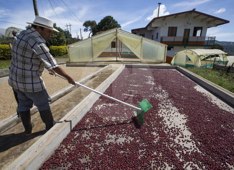 Según datos entregados por la Federación de Cafeteros, en lo corrido de este año la producción del grano cayó 1,9 %, con respecto a los resultados de 2018. FOTO manuel saldarriaga quintero