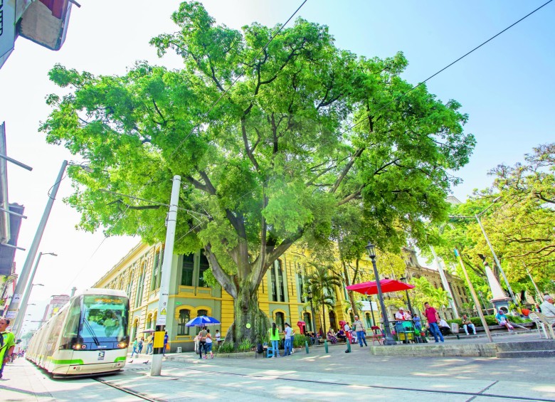 La alta retención de carbono es otra de las contribuciones de los árboles al bienestar de las ciudades y refuerza la importancia de reducir la tala del arbolado urbano. FOTO Edwin bustamante