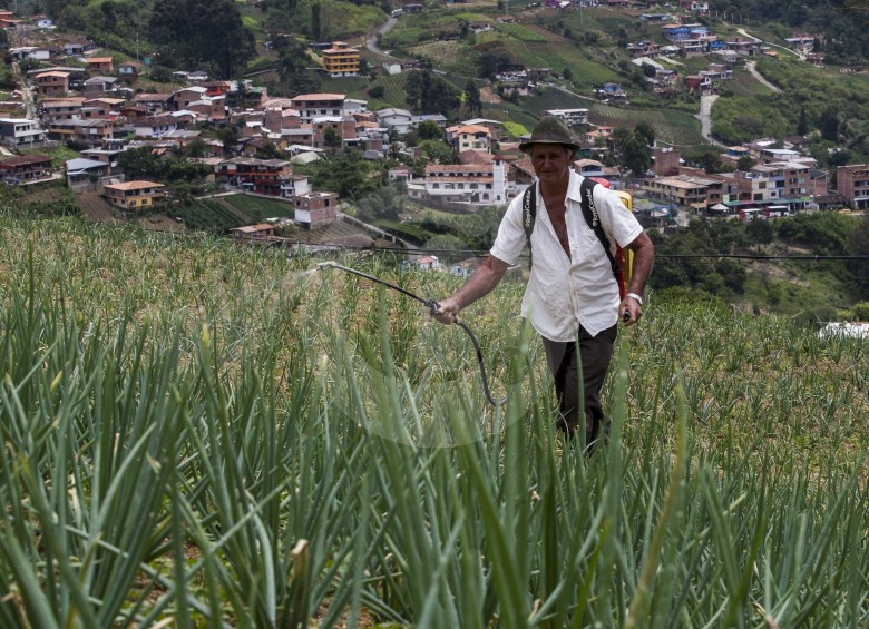 En los 5 corregimientos de Medellín hay 9.648 predios rurales, de los cuales se calcula que 4.600 están dedicados a la actividad agrícola, como este de San Cristóbal. FOTO Julio César Herrera