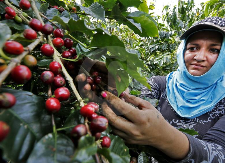 El daño causado por el periodo seco y el incremento de la broca impacta la calidad del café y el ingreso del productor. Foto Archivo