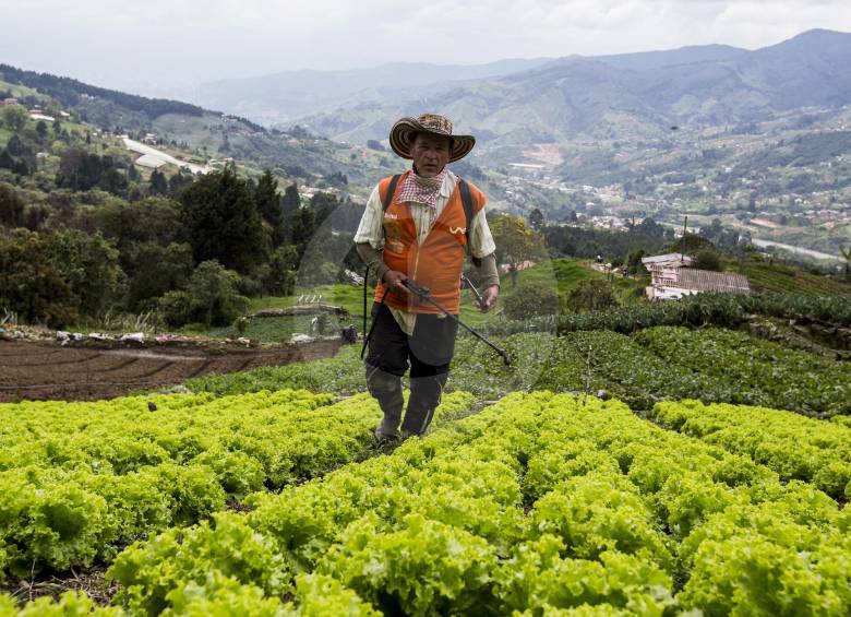 Con frutas, hortalizas, verduras, flores y productos preparados (como pan o mostaza), esperan volver los campesinos de los corregimientos de la ciudad. FOTO Julio César Herrera