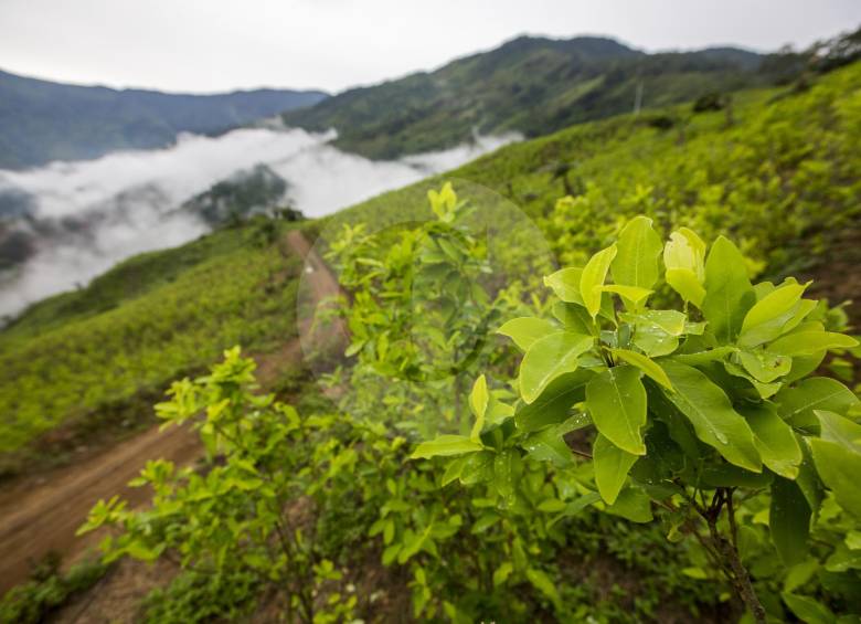 En la vía a la vereda Orejón de Briceño se pueden observar gran cantidad de cultivos de uso ilícito. FOTO: ESTEBAN VANEGAS