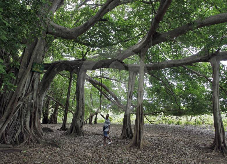 El árbol que camina o matapalo, en Isla Fuerte, Caribe colombiano. Es una moraceae del género Ficus, que es el cuarto más abundante. FOTO archivo eL COLOMBIANO