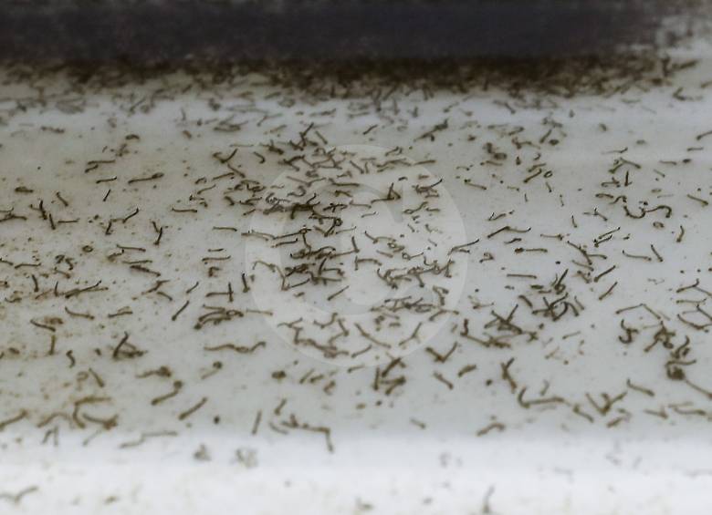 En Medellín, hasta el 30 de marzo pasado, reportaron 283 casos de dengue, 37 menos que en el mismo lapso de 2018, cuando hubo 320, según el Instituto Nacional de Salud. FOTO Jaime Pérez