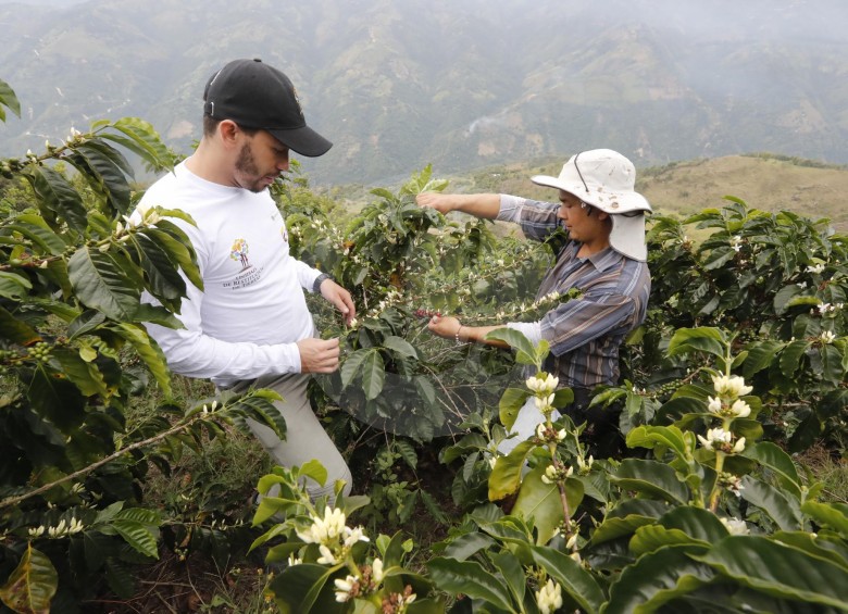 Edison Cañaveral (izquierda) tiene todo listo para realizar su primera exportación de café. España sería el primer destino del grano que fue cultivado en sus tierras. FOTO Manuel saldarriaga