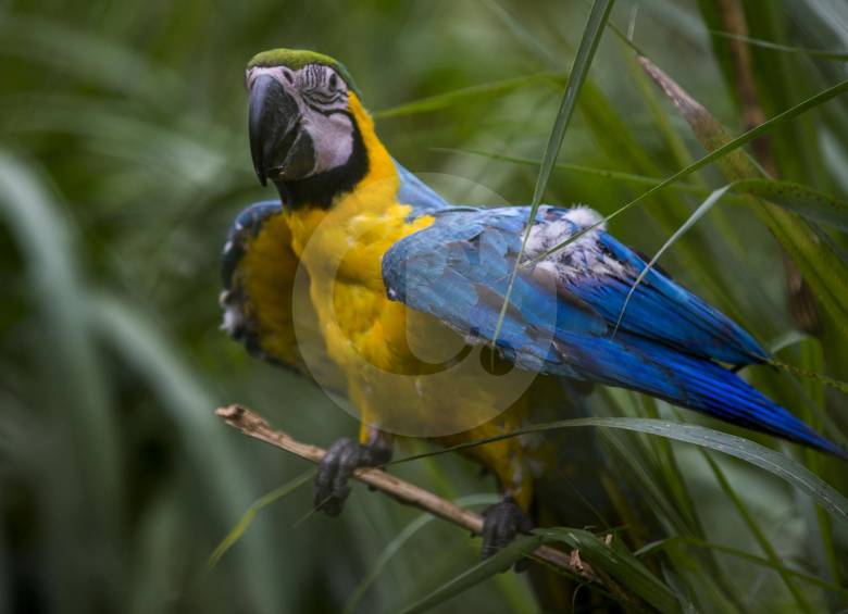 Guacamaya gonzala en fase de adaptación.