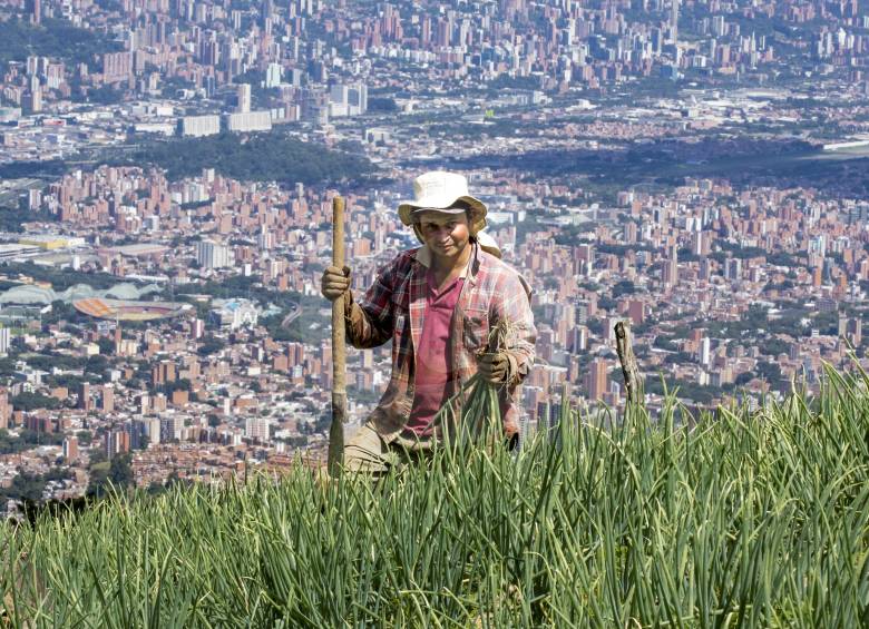 El área rural de Medellín tiene potencial en flores, frutales de clima medio - frío, café y hortalizas. La apuesta es que producir sea un buen negocio para los campesinos. FOTO JAime Pérez