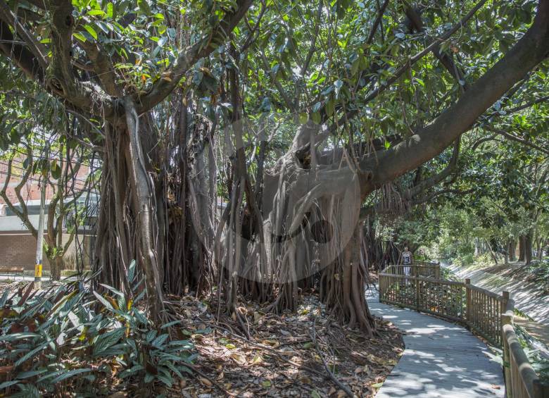 Faltan estudios serios del papel y aporte de los árboles de Medellín y el Aburrá, región que necesita reverdecer. FOTO edwin bustamante