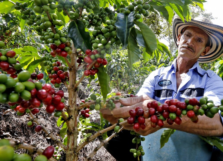 Históricamente, el departamento de Antioquia concentra el 16 % de la producción cafetera del país. FOTO juan Antonio Sánchez