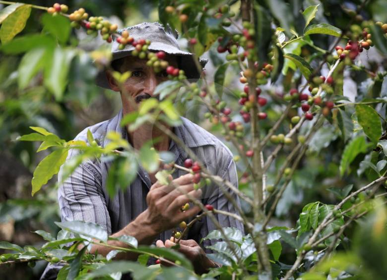 Las zonas más bajas o cálidas de Antioquia, Caldas y Cundinamarca también empiezan a sufrir los efectos de la sequía, derivada del fenómeno del El Niño. FOTO manuel saldarriaga