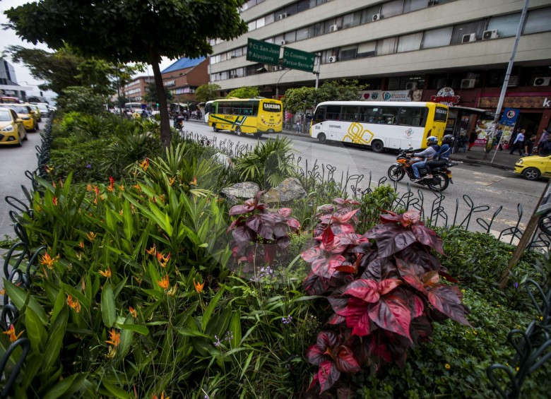¿Peligran jardines del corredor de la Av. Oriental sin sistema de riego?