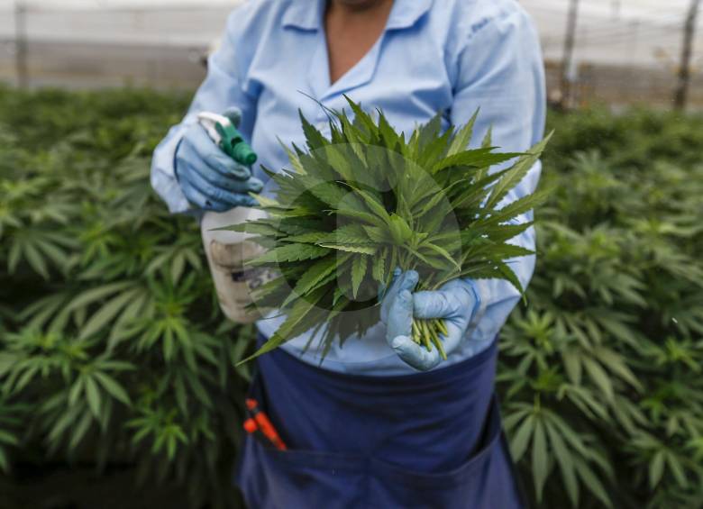 Así luce la planta de cannabis antes de ser procesada para obtener sus productos derivados.FOTO Santiago Mesa