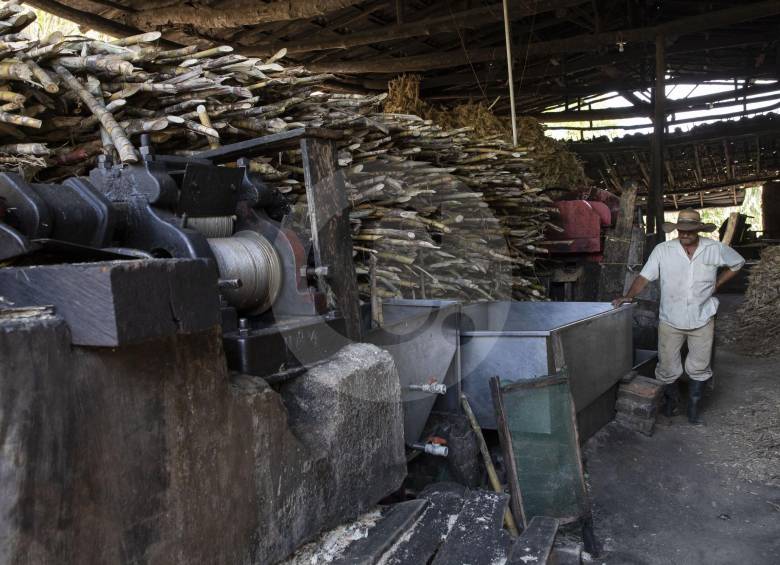 Entre los cultivos de caña en Angostura, Rigoberto Calle no se da por vencido y espera mejores tiempos para la panela. FOTO edwin bustamante