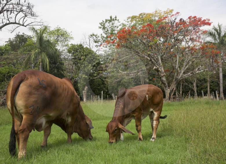 La Contraloría cuestionó cuán representativa era Fedegán de los productores asociados al agro nacional. FOTO edwin bustamante