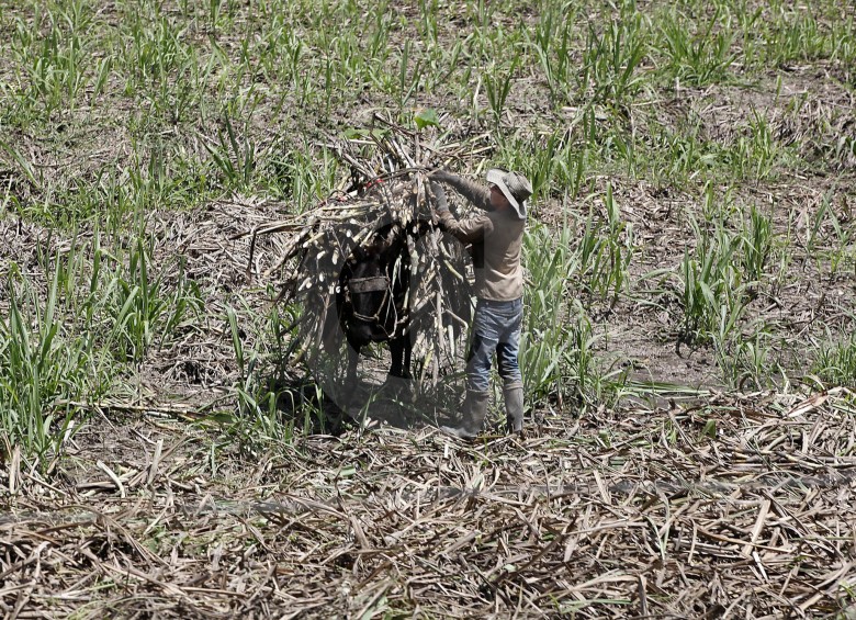 Caída en el rendimiento agrícola y aumento en la mortalidad de animales, algunos efectos de El Niño. FOTO julio césar herrera
