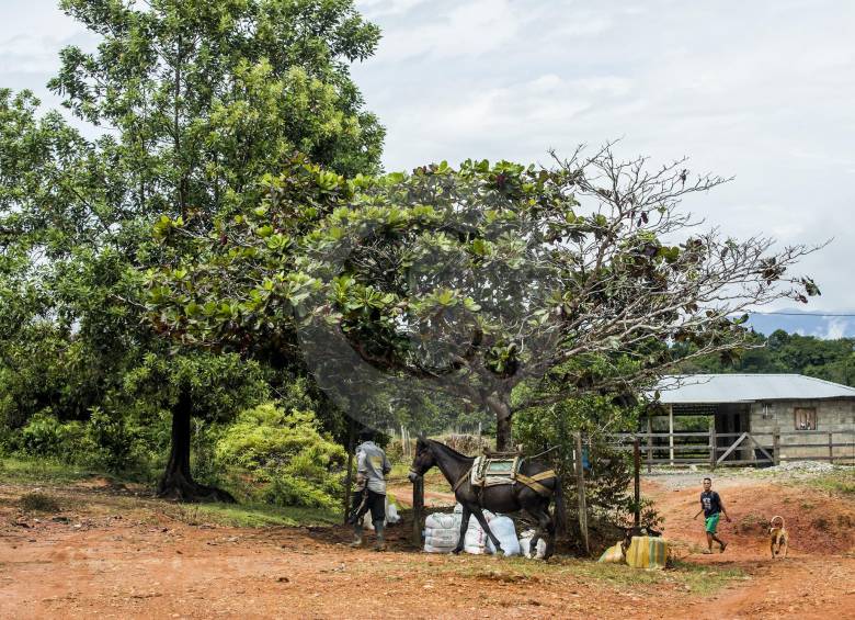 Tarazá concentra el 65.1% de los desplazamientos forzados en el Bajo Cauca, de acuerdo con cifras de la Alcaldía de Medellín. Foto: Archivo Julio César Herrera. 