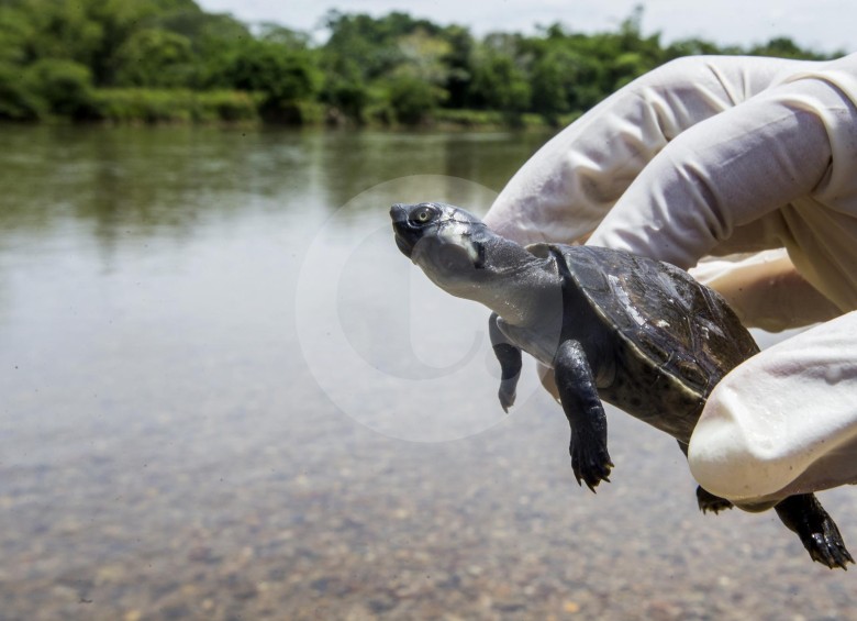 La lucha por evitar la extinción de las tortugas de río en Antioquia
