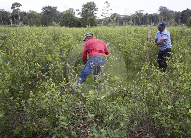 En Caquetá (foto), se han erradicado en este 2019, 2.633 hectáreas de cultivos de uso ilícito. FOTO Manuel Saldarriaga