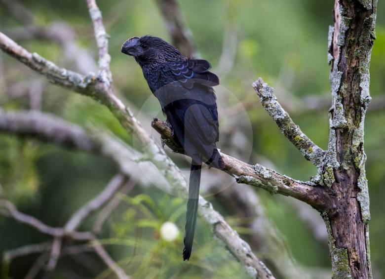 Crotophaga ani (Garrapatero común) Fotos El Colombiano