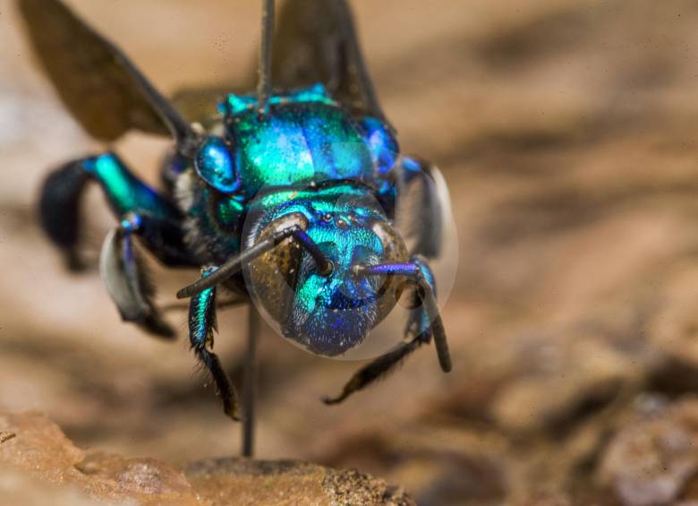 Nombre común: Abeja de las orquídeasNombre científico: Exaerete sp