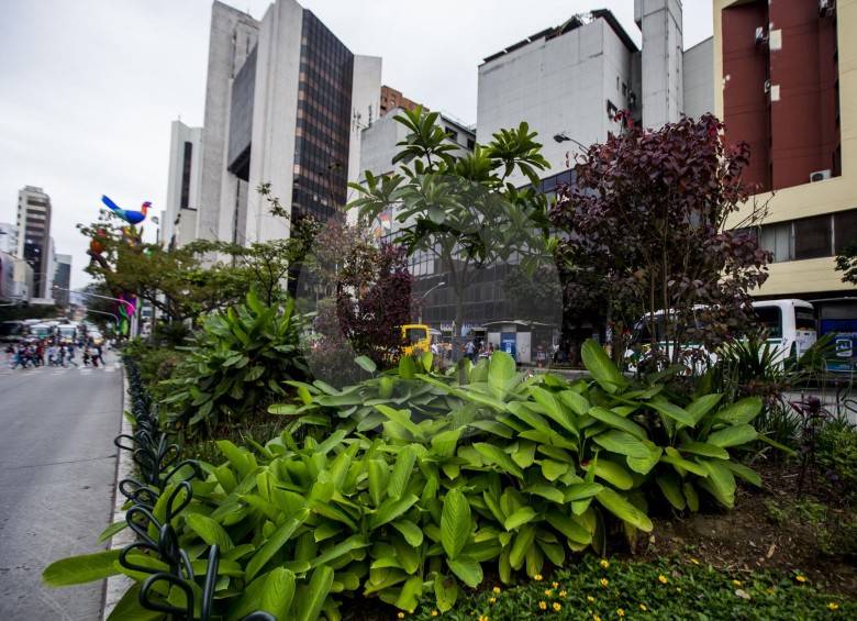 Entre las plantas que se encuentran en la Oriental hay asclepias capuchinas, passifloras, verbena y tango. FOTO Julio C. Herrera