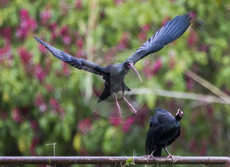 El aislamientohace que la gente se fije más en la llegada de bellas aves como el coquito (Phimosus infuscatus). 