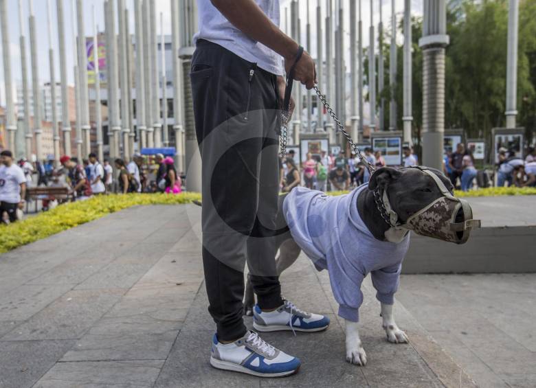 Si el perro tiene bozal, como este Pit Bull, puede permanecer en zonas comunes en compañía de su dueño. FOTO Santiago Mesa