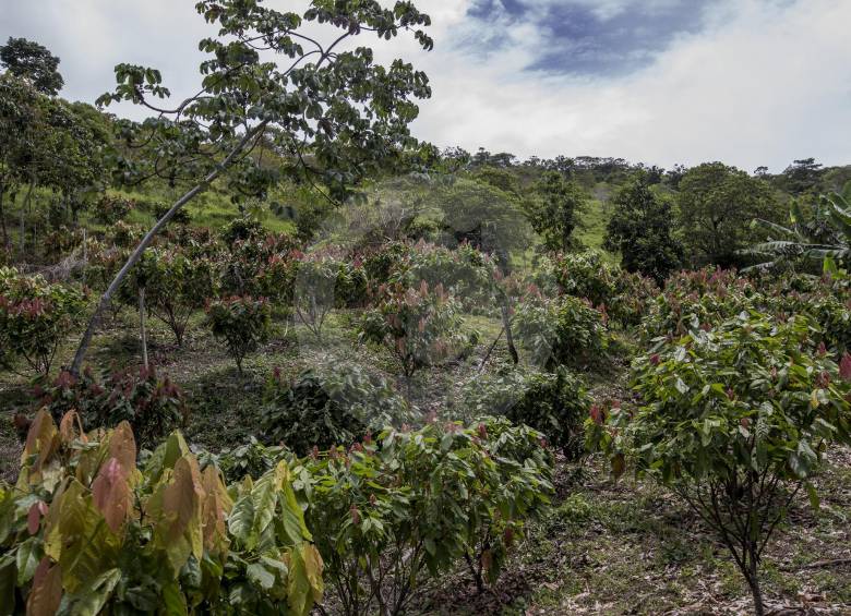 Según datos de Fedecacao en Colombia hay 175.000 hectáreas sembradas de cacao. Foto: Santiago Mesa