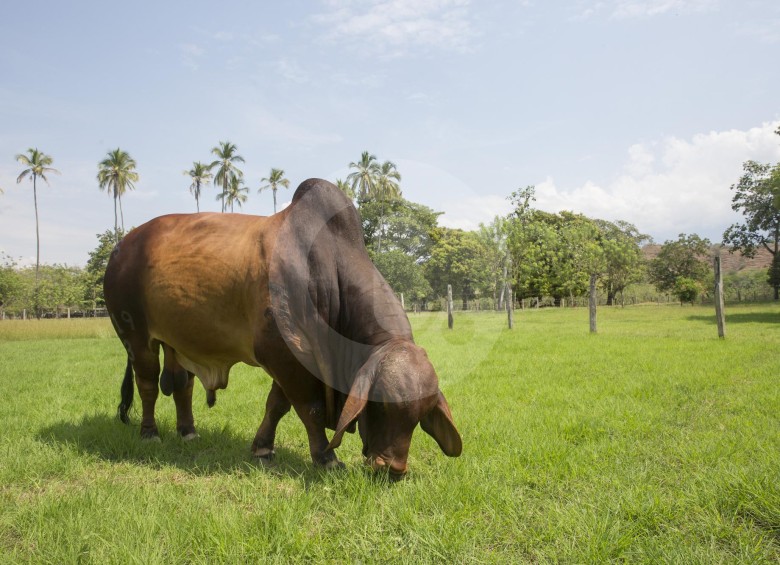 Según el ICA, a mediados del 2020, Colombia recuperaría su estatus favorable para el ganado en pie. FOTO Edwin Bustamante