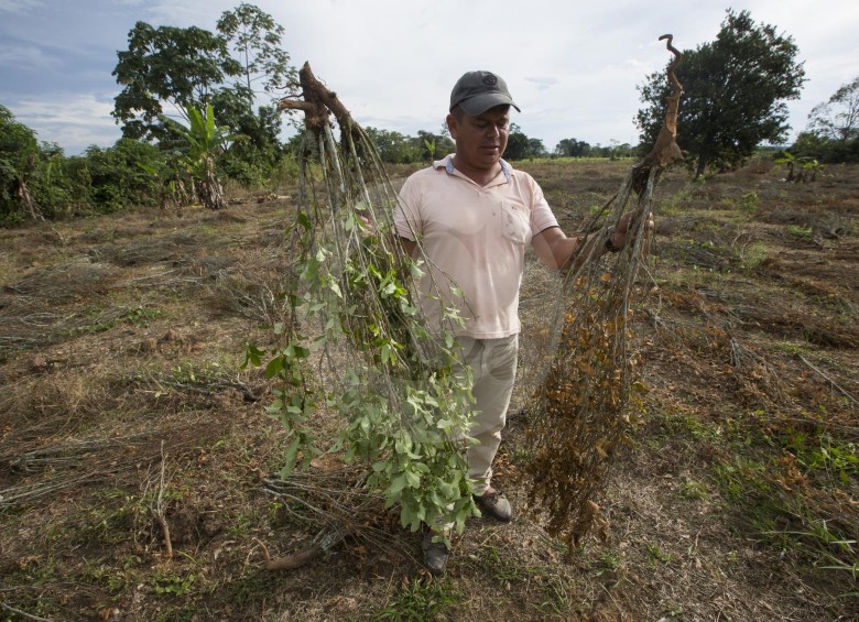 La sustitución de cultivos de uso ilícito avanza poco a poco en Colombia. FOTO Manuel saldarriaga