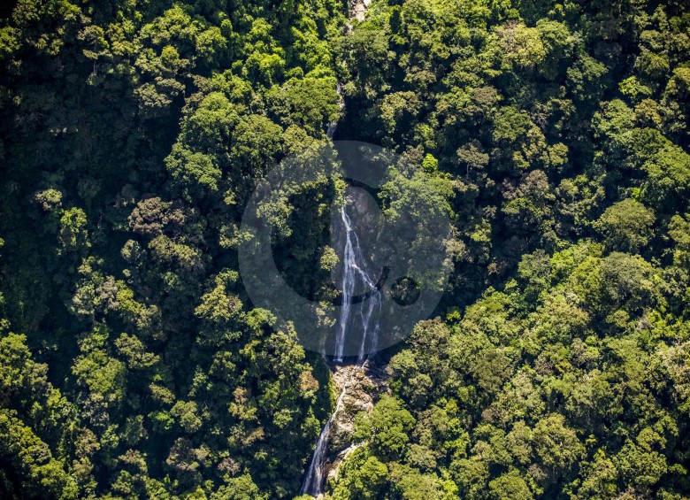 Bosques como este en el Norte de Antioquia son foco especial de protección por parte de las autoridades ambientales con el fin de evitar su deforestación y daños al recurso hídrico. FOTO jaime pérez