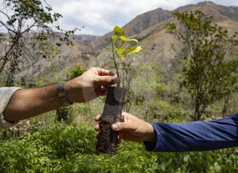 Según cifras de Minamiente sembrar un árbol en el país cuesta alrededor de 2,5 dólares. Se necesitarán entonces US$360 millones para cumplir la meta de Duque. FOTO edwin bustamante