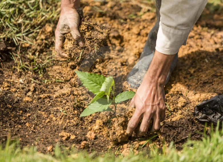 En Antioquia, el próximo sábado 31 de agosto, se sembrarán 200.000 árboles. FOTO CAMILO SUÁREZ
