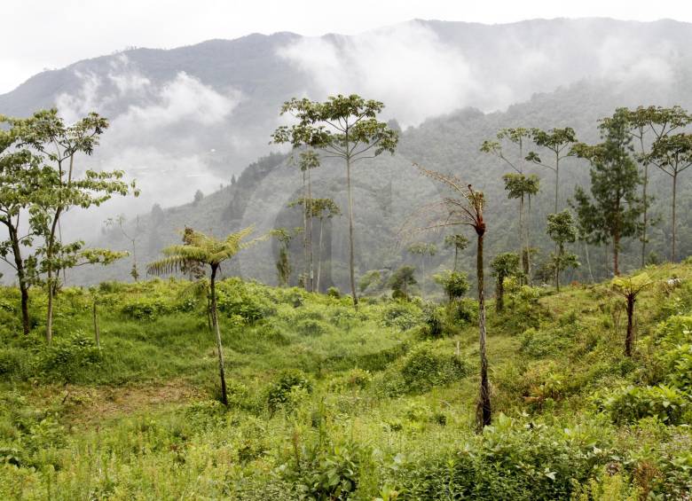Colombia hace parte de un grupo de 15 países que poseen tres cuartos de los bosques del mundo. FOTO Edwin Bustamante