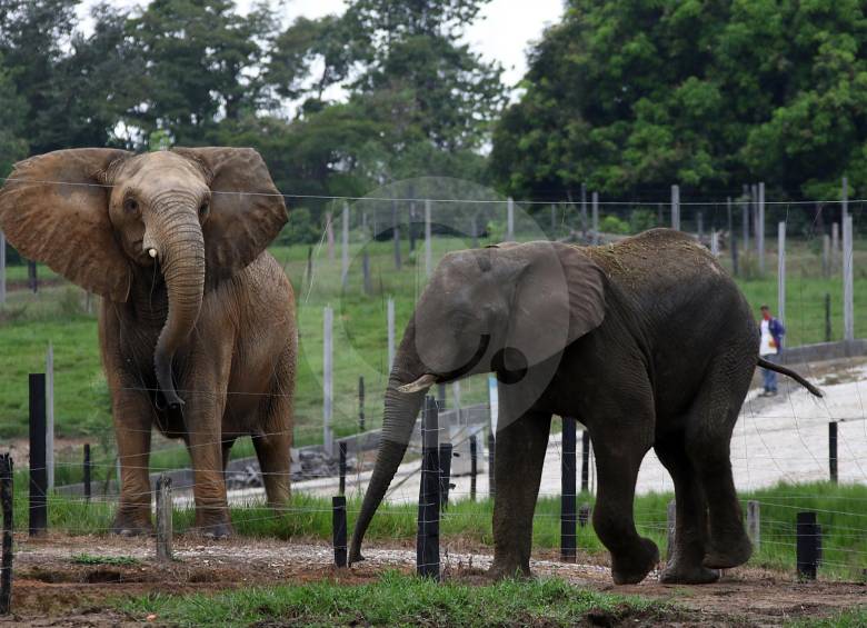 El personal de expertos y los empleados del santuario de fauna coincidieron en afirmar que el elefante llegó tranquilo y pacífico. FOTO Robinson Sáenz 