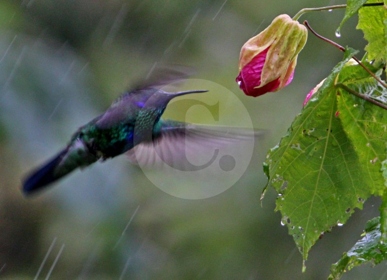 Según la investigación los colibríes son territoriales y usan la maniobrabilidad para luchar contra competidores. FOTO henry agudelo