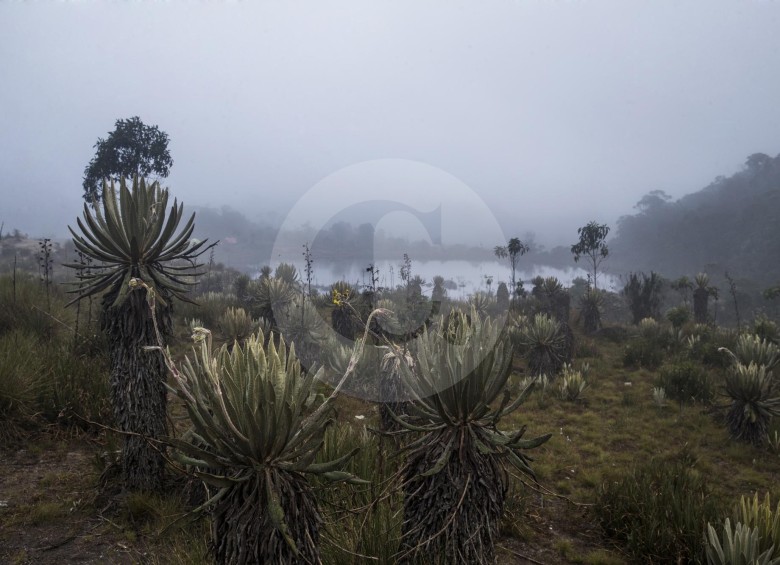 Páramo de Belmira, ubicado en el norte de Antioquia, sobre la Cordillera Central. Cuenta con más de 34 mil hectáreas. FOTO Esteban Vanegas