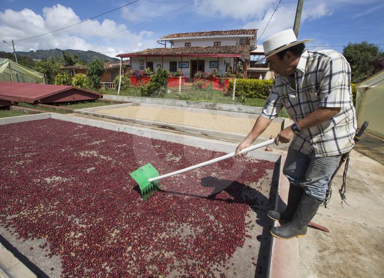 Los caficultores esperan por soluciones concretas para un sector clave del que dependen 540 mil familias productoras. Foto: Manuel Saldarriaga.