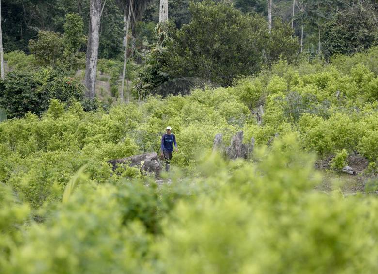 Nariño es el departamento donde más cultivos de coca hay. FOTO MANUEL SALDARRIAGA