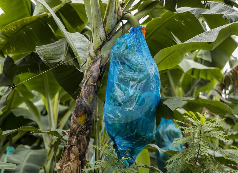 La producción de Magdalena y Urabá representa el 78 % del total del volumen y valor exportado del país, que para 2018 ascendió a 868,7 millones de dólares en 2018. Foto: Jaime Pérez Munévar