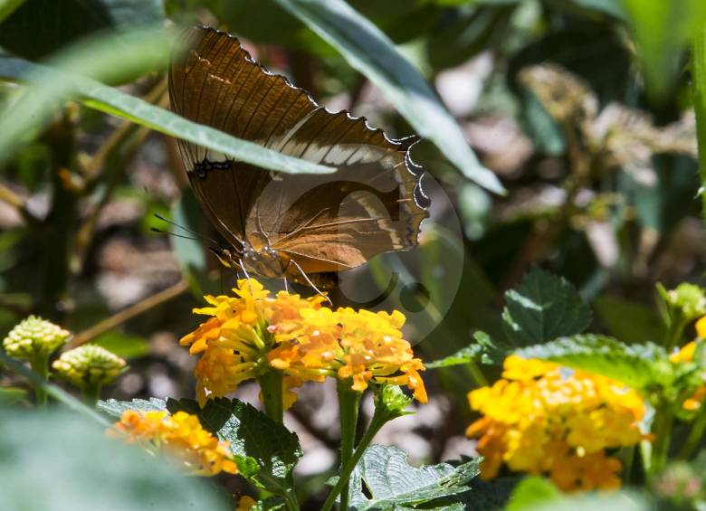 Este jardín, denominado funcional porque tiene sembradas plantas nativas que sirven como hospederas y atraen a mariposas y otros polinizadores, está ubicado en la calle 34, con calle 1 Sur, en la Loma de los Parra. FOTO JULIO CÉSAR HERRERA