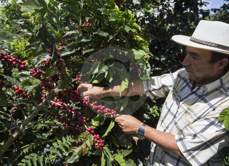 Las exportaciones durante el primer semestre crecieron 6,2 % y llegaron a los 6,6 millones de sacos. FOTO manuel saldarriaga