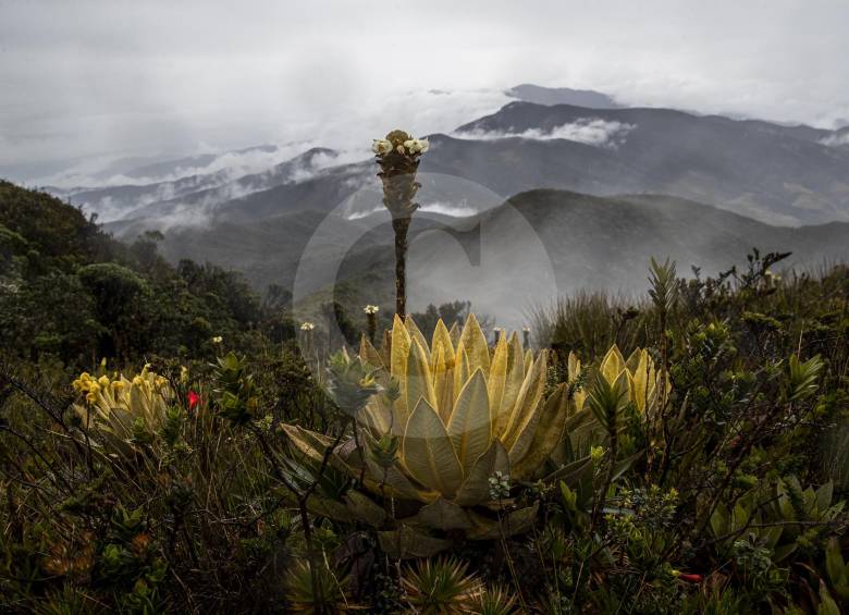 Los páramos albergan importantes grupos de fauna silvestre. Cerca de 4.700 especies de plantas, 90 de anfibios, 154 de aves y 130 de mariposas. En la foto: Páramo de Sonsón. FOTO esteban vanegas