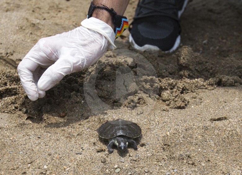 La tortuguita es puesta en la playa con medidas de seguridad especiales, como guantes y tapabocas.