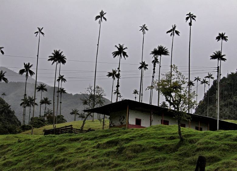Tal vez el mayor encanto de Salento y el Cocora es la palma de cera. El 10% de los turistas que visitan la región son extranjeros atraídos por el encanto de la naturaleza. FOTO Henry Agudelo.